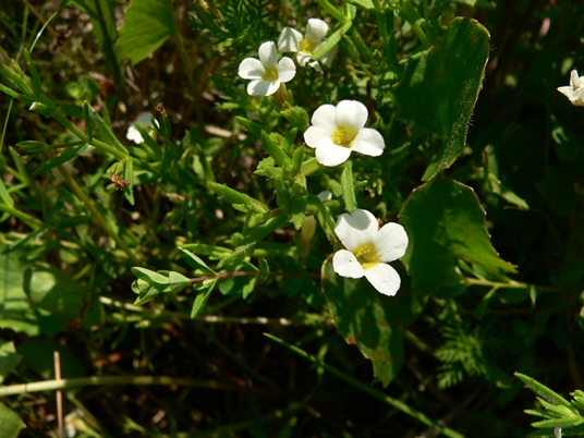 {Gratiola ramosa}